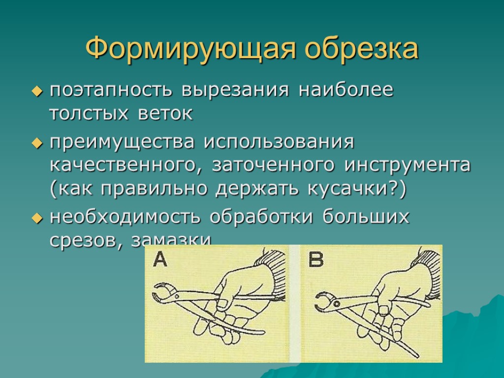 Формирующая обрезка поэтапность вырезания наиболее толстых веток преимущества использования качественного, заточенного инструмента (как правильно